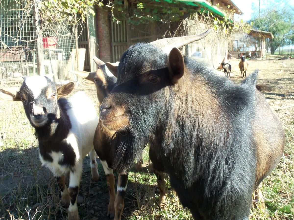 Salussola Fattoria Delle Roseヴィラ エクステリア 写真