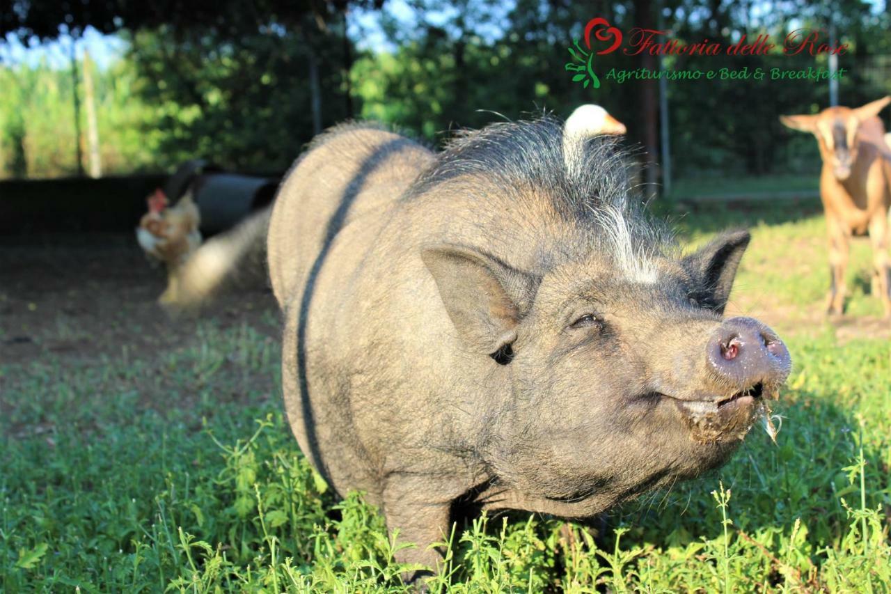 Salussola Fattoria Delle Roseヴィラ エクステリア 写真